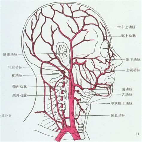 外頸動脈分支口訣|【外頸動脈分支口訣】外頸動脈分支超好記！一看就懂口訣，國考。